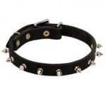 Schutzhund Dog Leather Collar Spiked 3/4 Inch