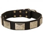 Leather Schutzhund Dog Collar with Large Nickel Plates