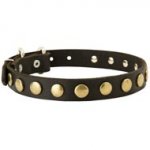 Leather Schutzhund Dog Collar with Brass Circles for Fashionable Walking