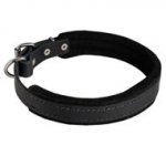 Padded Leather Schutzhund Dog Collar 25 mm for Dog Training