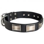 Leather Schutzhund Dog Collar with Massive Nickel Plates