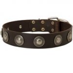 Leather Schutzhund Dog Collar Decorated with Silver Conchos