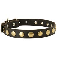Leather Schutzhund Dog Collar with Brass Circles for Fashionable Walking