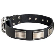 Leather Schutzhund Dog Collar with Massive Nickel Plates