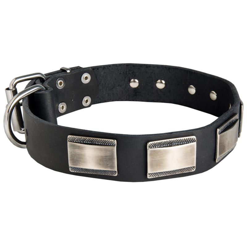 Leather Schutzhund Dog Collar with Massive Nickel Plates