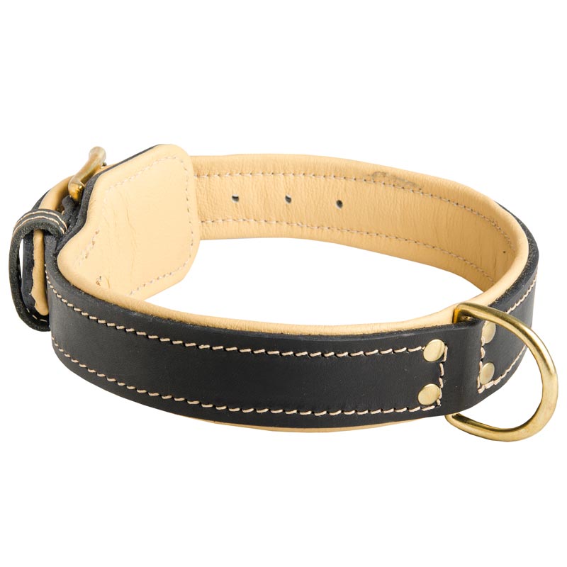 Padded Leather Schutzhund Dog Collar